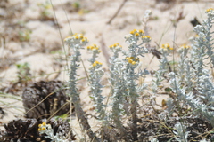 Achillea maritima maritima