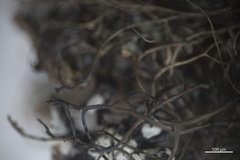 Bryoria pseudofuscescens