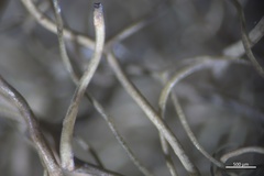 Bryoria pseudofuscescens