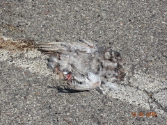 Streptopelia decaocto