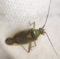 Closterotomus trivialis