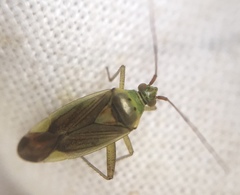 Closterotomus trivialis