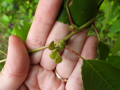 Contarinia cerasiserotinae