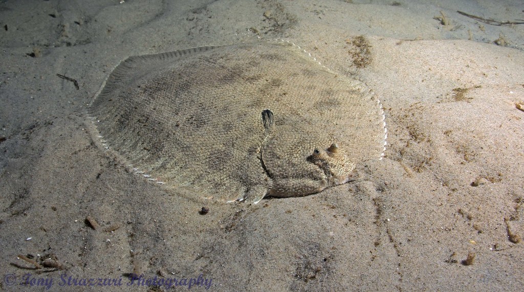 Black Sole