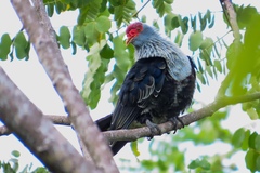 Alectroenas pulcherrimus