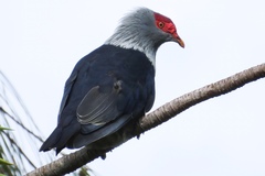 Alectroenas pulcherrimus