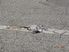 Streptopelia decaocto