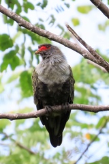 Alectroenas pulcherrimus