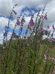 Pedaliaceae