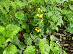 Lamium galeobdolon