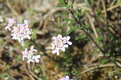 Iberis procumbens