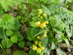 Lamium galeobdolon