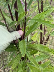 Pedaliaceae