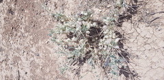 Astragalus