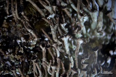 Cladonia crispata crispata