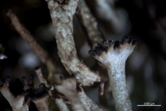 Cladonia crispata crispata