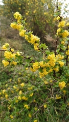 Berberis cretica