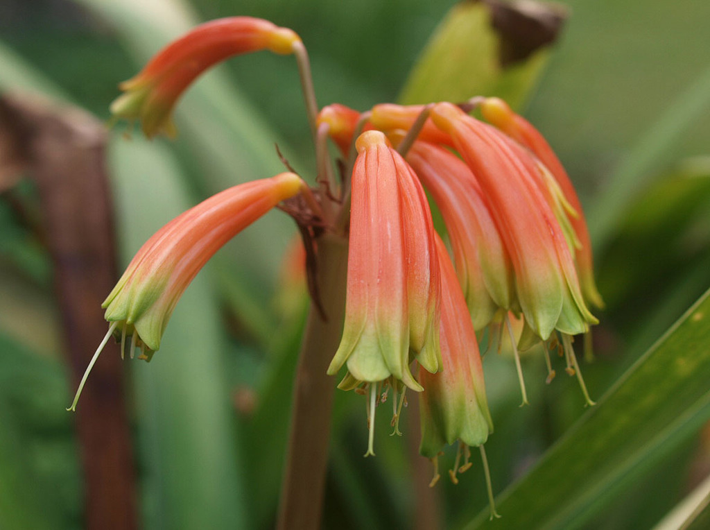 Forest Bushlily