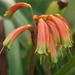 Clivia gardenii - Photo (c) Mike Lusk, alguns direitos reservados (CC BY-NC), uploaded by Mike Lusk