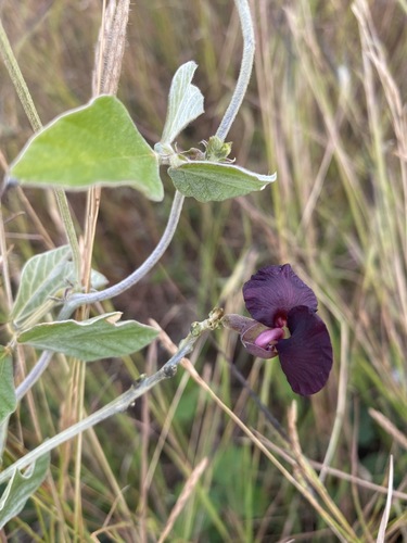 Purple Bush-Bean