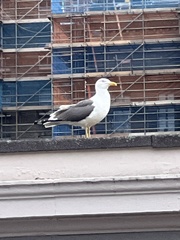 Larus fuscus