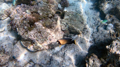 Acanthurus pyroferus