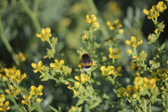 Bombus terrestris