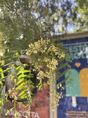 Schinus molle