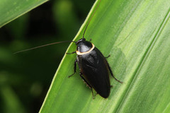 Hemithyrsocera palliata