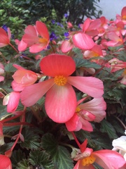 Begonia boliviensis