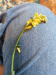 Genista sagittalis