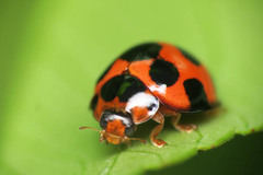 Coelophora bissellata