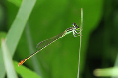 Agriocnemis femina oryzae