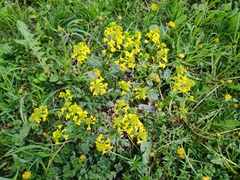 Barbarea vulgaris