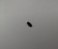 Glischrochilus quadrisignatus