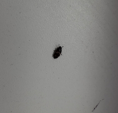 Glischrochilus quadrisignatus