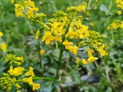 Barbarea vulgaris