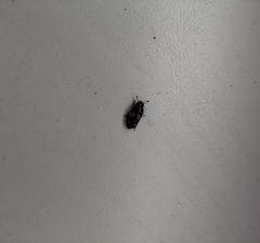 Glischrochilus quadrisignatus