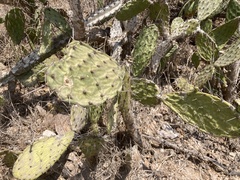 Opuntia feroacantha