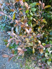 Corokia buddleioides