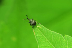 Nanophyinae