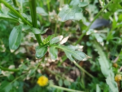 Barbarea vulgaris