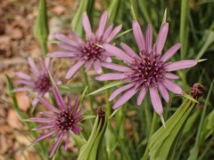 Tragopogon porrifolius