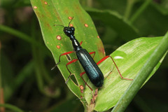 Neocollyris