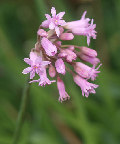 Tulbaghia simmleri Beauverd
