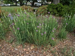 Tragopogon porrifolius