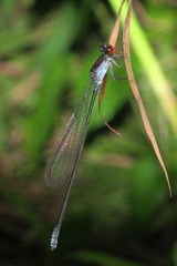 Pseudagrion pruinosum