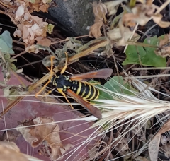 Paranthrene tabaniformis synagriformis