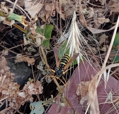 Paranthrene tabaniformis synagriformis