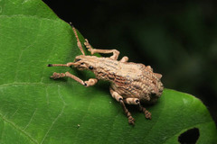 Episomus chinensis